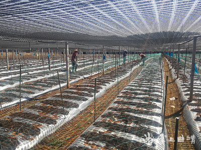 沾益区打造云南最大的中药材生产示范基地和种苗繁育基地
